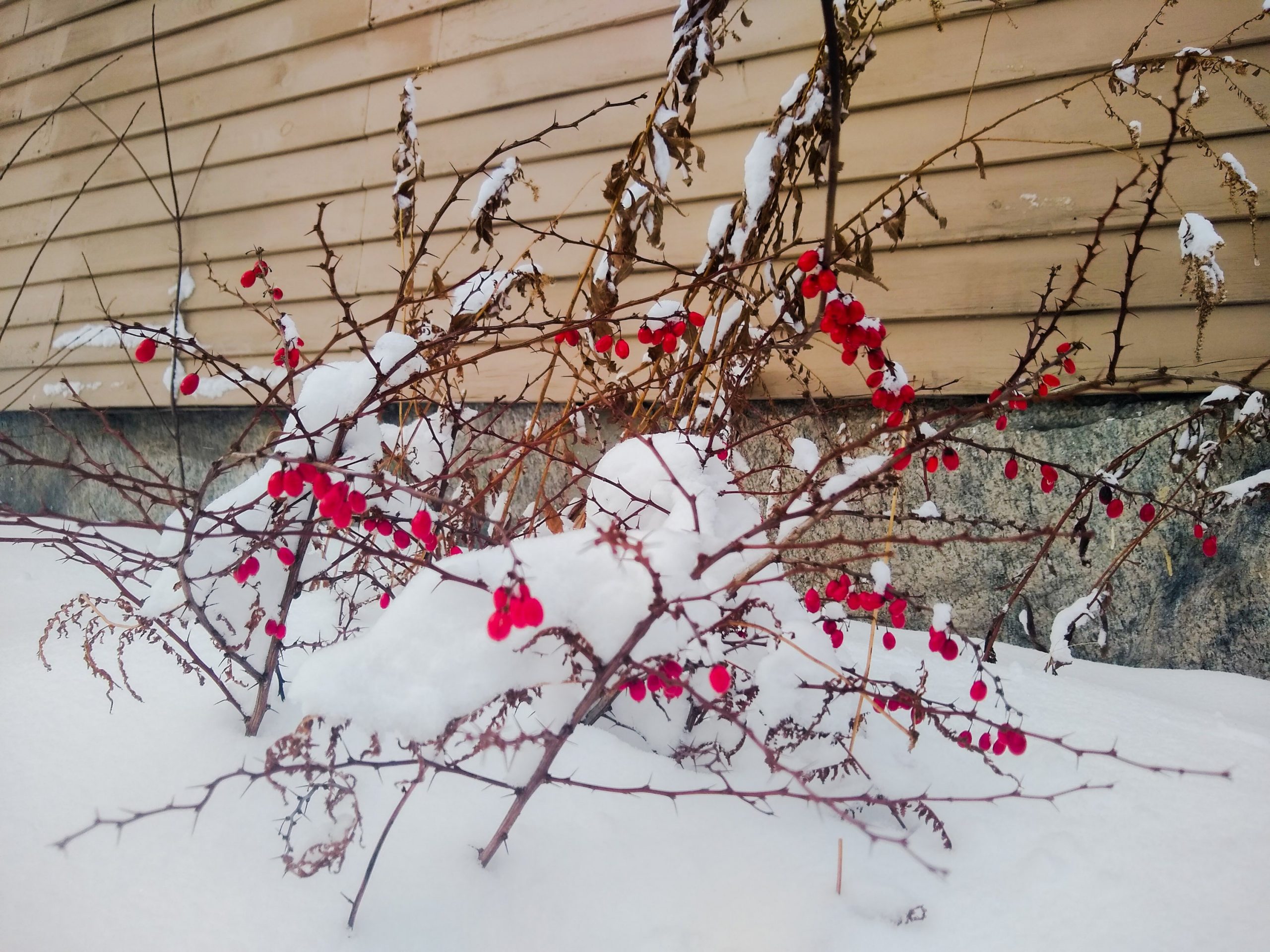 Image of Japanese barberry bush in winter